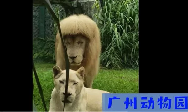 广州“齐刘海”狮子换“大背头” 微信：百万人在视频号围观