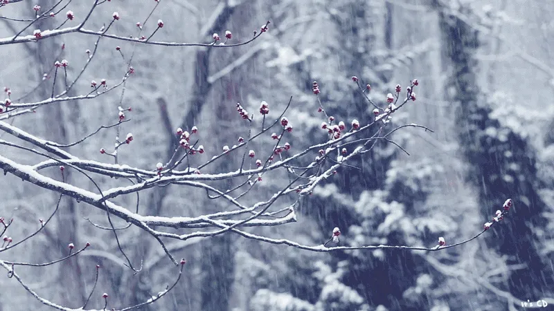 下雪天要打伞吗?南北方竟有湿雪和干雪之分你知道吗?