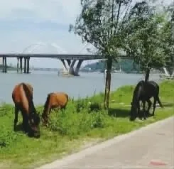 城管没收5匹马8个月花销10万什么情