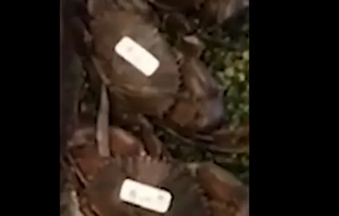 网曝上海静安嘉里中心一饭店用死螃蟹掉包活螃蟹,涉事饭店回应了