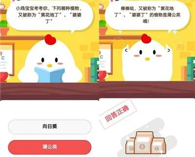 哪种什么植物又被称为黄花地丁或婆婆丁？向日葵还是蒲公英