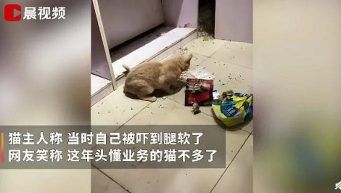 宠物猫在家捕4只老鼠整齐摆一起画面曝光 网友戏称这年头懂业务的猫不多了