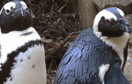 同性恋公企鹅时隔一年再偷蛋怎么回事?试图自己悄悄孵出来