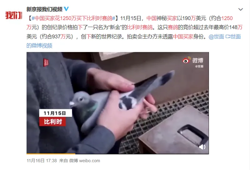 中国买家花1250万买下比利时赛鸽 