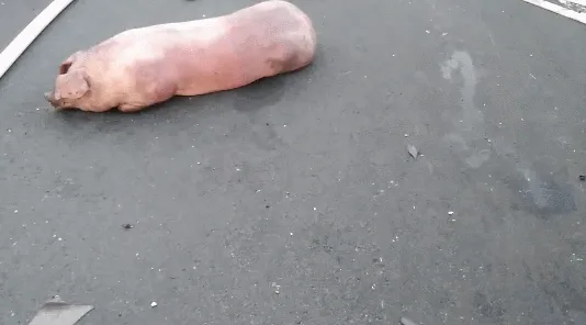 突发！浙江高速货车起火，90余头猪葬身火海……仅一头逃出生天