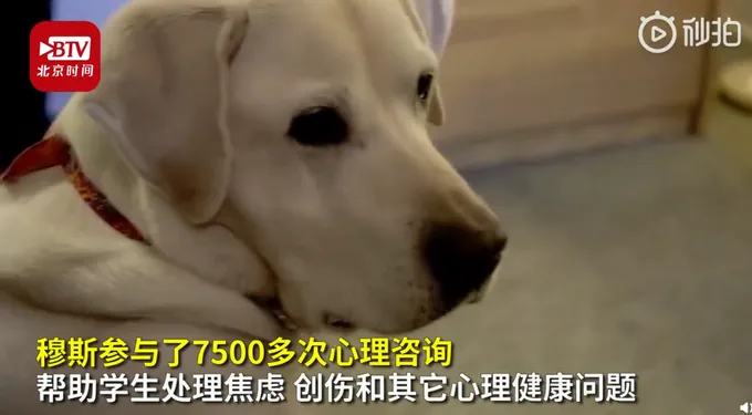 8岁治疗犬获博士学位什么情况?8岁治疗犬帮千人摆脱焦虑