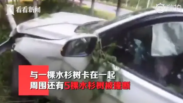 女子吃感冒药后开车连撞六棵树什么