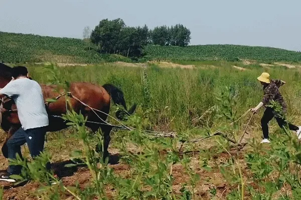 魏大勋解锁新技能“开荒犁地”，体验