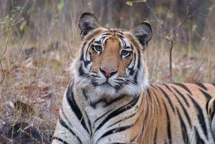 中国科学院首次拍摄到孟加拉虎活体照片?在哪里拍摄到孟加拉虎的?