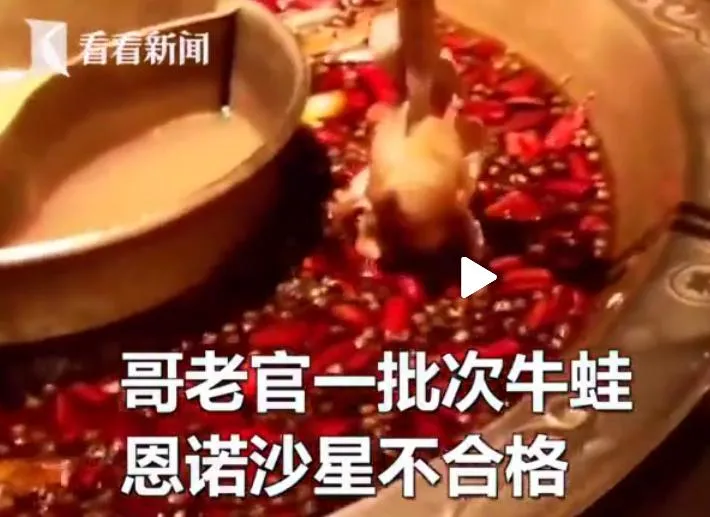 哥老官牛蛙不合格是怎么回事？网红火