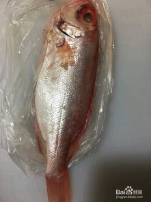 大眼金蝶鱼吃什么 | 没有鱼食大眼鱼吃什么?