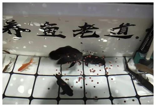 鎏金蝶尾鱼