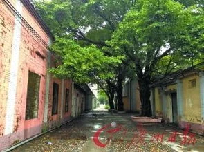 荔湾金蝶旧厂地块 | 骆驼祥子第五章中,祥子在杨家除了拉车还做什么事情?
